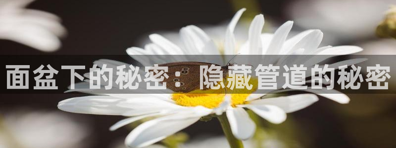 富邦美业势不可挡娱乐